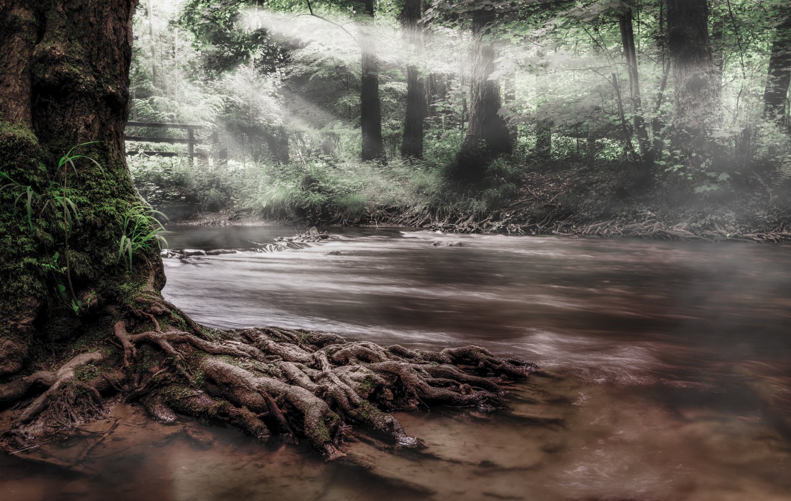 Freiliegende Baumwurzeln an einem fließenden Waldbach, durchzogen von schrägen Lichtstrahlen.