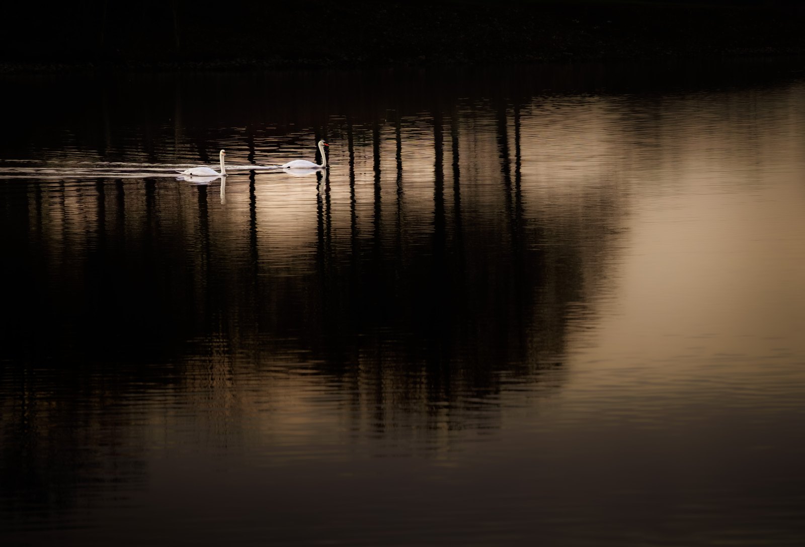 Zwei weiße Schwäne ziehen durch dunkles, golden reflektierendes Wasser.