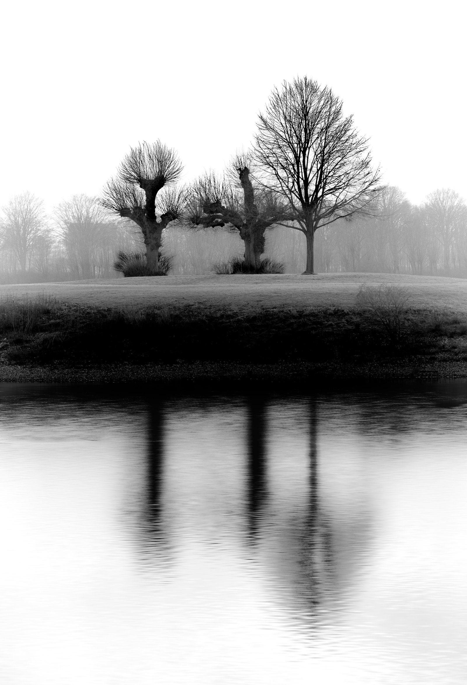 Kahle Kopfbäume spiegeln sich in einer minimalistischen Schwarzweißaufnahme auf glattem Wasser.