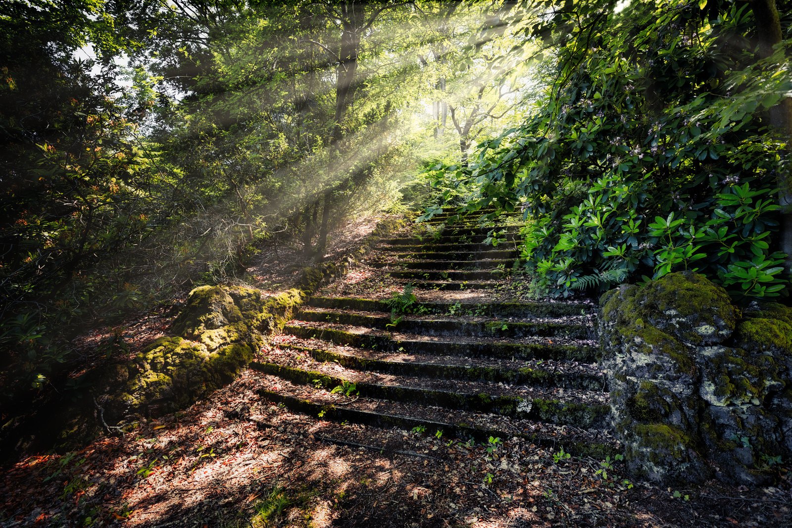 Alte Steinstufen führen durch üppiges Grün auf einen hellen, von Sonnenstrahlen getroffenen Waldweg.