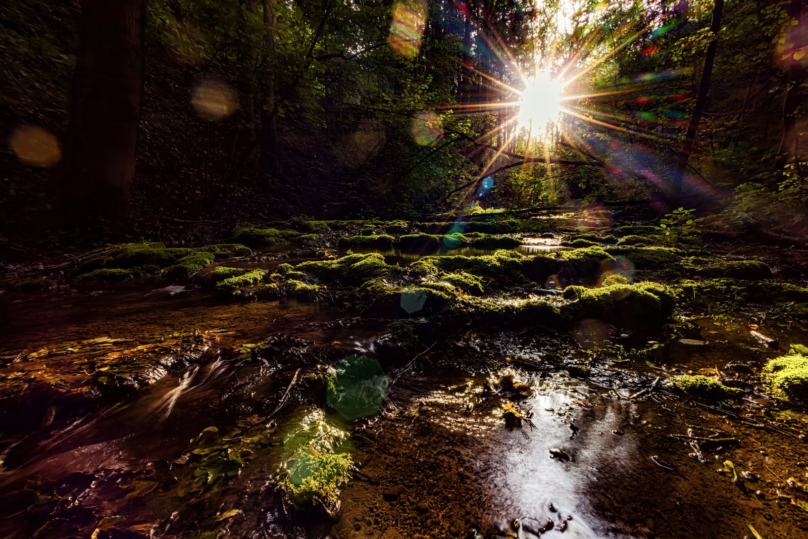 Die Sonne bricht sternförmig durch einen dunklen Wald über nassem Moos und einem flachen Bach.
