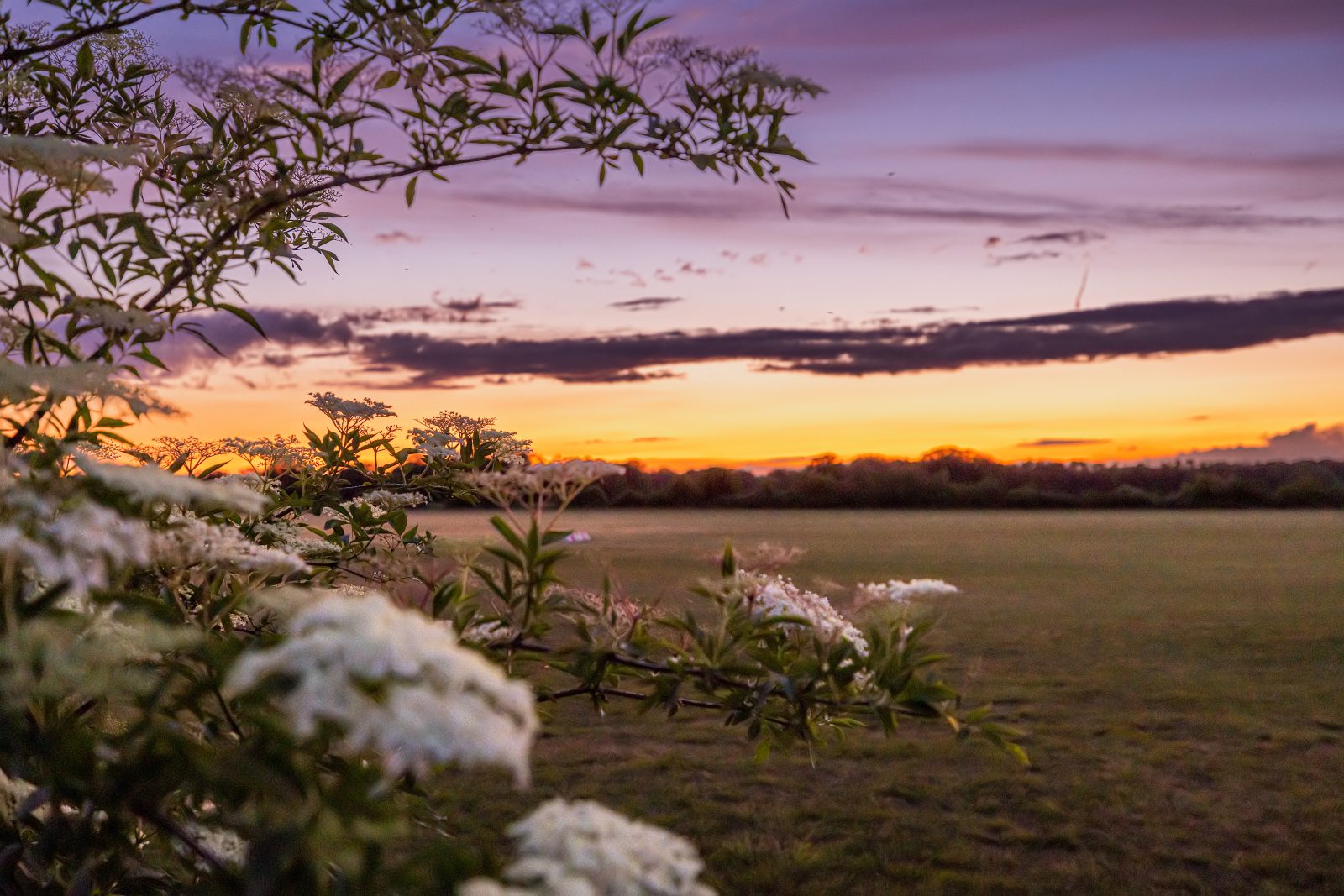 Blühende Zweige rahmen einen offenen Feldrand bei Sonnenuntergang; am Horizont liegen dunkle Baum- und Wolkenstreifen unter einem violett-orangefarbenen Himmel.