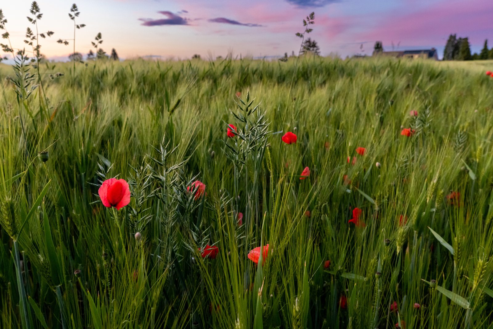 Mohnblumen in einem Gerstenfeld unter rosafarbenem Abendhimmel