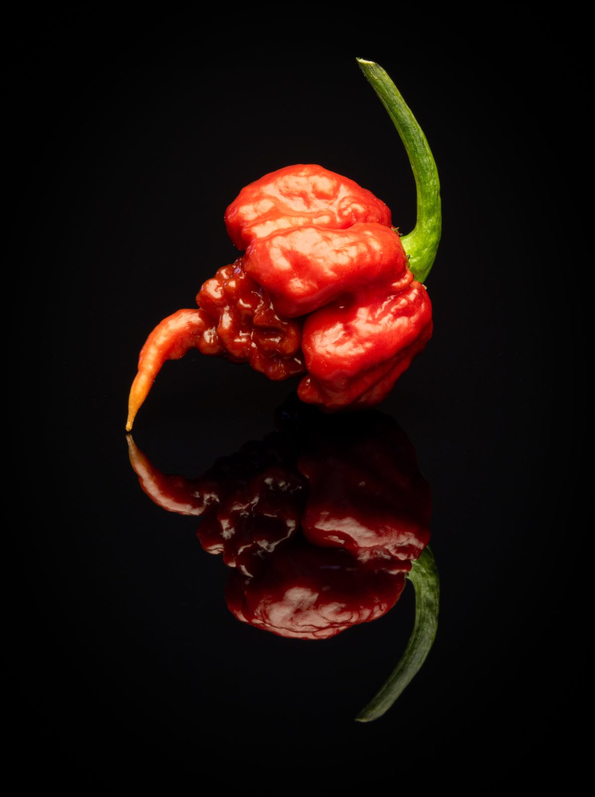 Eine ungewöhnlich geformte rote Paprika mit grünem Stiel steht auf einer schwarzen, spiegelnden Fläche; darunter erscheint ihr Spiegelbild.