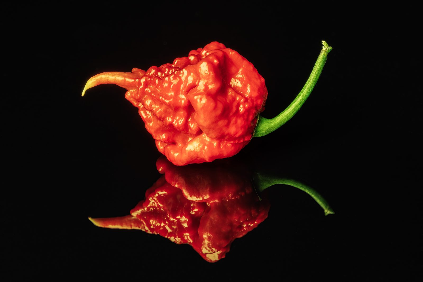 Eine rote, unregelmäßig geformte Chilischote mit grünem Stiel liegt auf einer schwarzen, spiegelnden Fläche.